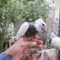 جوجه طوقی دستی