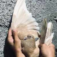 کبوتر پرشی رودهن
