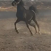 مادیان سیاه شجره دار