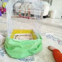 قفس پرنده
