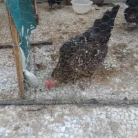 مرغ تخم گزار