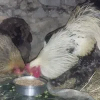 مرغ وخروس براهما