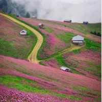 تور یک روزه ییلاق سلانسر (دشت گلها) vip