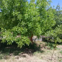 باغ فروشی کرمجگان .درباغ نزدیک قنات