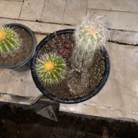 کاکتوس|گل و گیاه طبیعی|باغستان, |دیوار