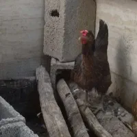 مرغ محلی اصل اصل
