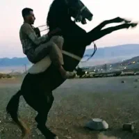 مادیان خالص کورد