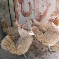 تخم نطفه دار مرغ سبرایت بوف