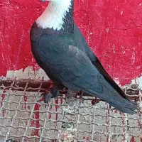 مخمل نر فری
