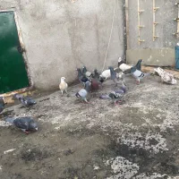 کبوتر