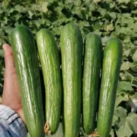 خیار عالی و درجه یک