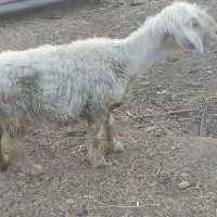 میش جوان