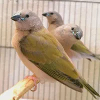3 جوجه فنچ گلدین سبز سینه بنفش