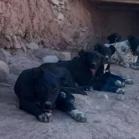 حیوانات