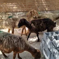 4عدد میش 1بره نر ارزون