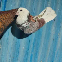 گرفتنی بلندی