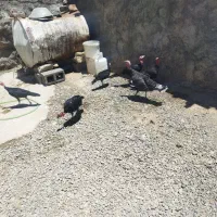 5عددجوجه بوق با 2مادر