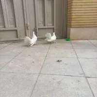 آمریکایی سیله لرزون