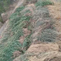 فروش مقداری علف خشک در تقاب