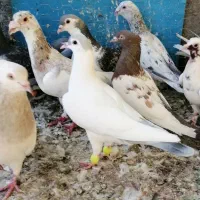 خال دم آبی افغانی نرکله کارتنی
