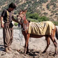 اسب|اسب و تجهیزات اسب‌سواری|مسجد سلیمان, |دیوار