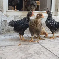 جوجه های روستایی یک ماهه