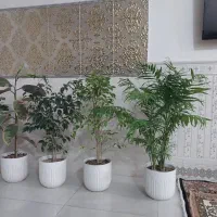 گل درجه یک