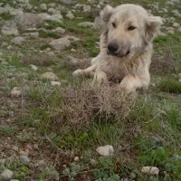 سلام‌یک‌عددسگ‌ماده‌سرابی