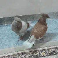 پرنده