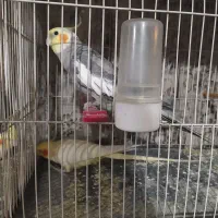 عروس هلندی نرو ماده با وسایل