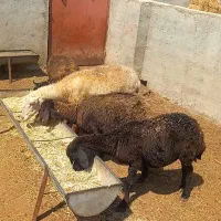 میش جوان و میان سال