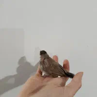 جوجه سهر‌ه اهوازی