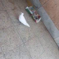 کفتر جوجه نر پرشی
