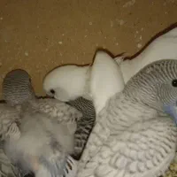 عروس هلندی، طوطی ملنگو، طوطی برزیلی، مرغ عشق، فنچ