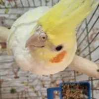 پرنده