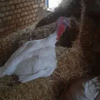 بوقلمون