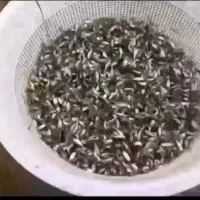 بچه ماهی عهده فروش