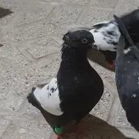 کفتر