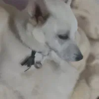 شیواوا ۱۰ ماه ماده
