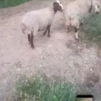 یک‌جفت‌میش‌درجه‌یک‌
