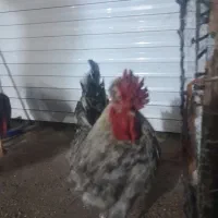 خروس و جوجه غاز