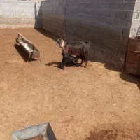 میش قوچ کهره بز