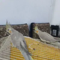 جوجه عروس هلندی