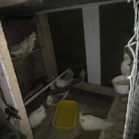 عروس هلندی