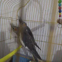 عروس هلندی