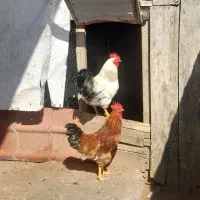 خروس۲ساله سفید یا قرمز