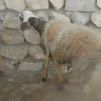 بره قوچ پلنگی