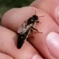 زنبور کارنیکا المانf1جفت خورده