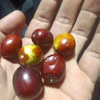 عناب تازه