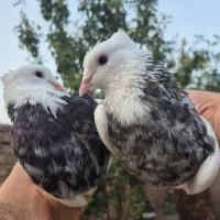 طوقی کلایی پالخت طوق الماسی سورخال سرکه ای دوکت